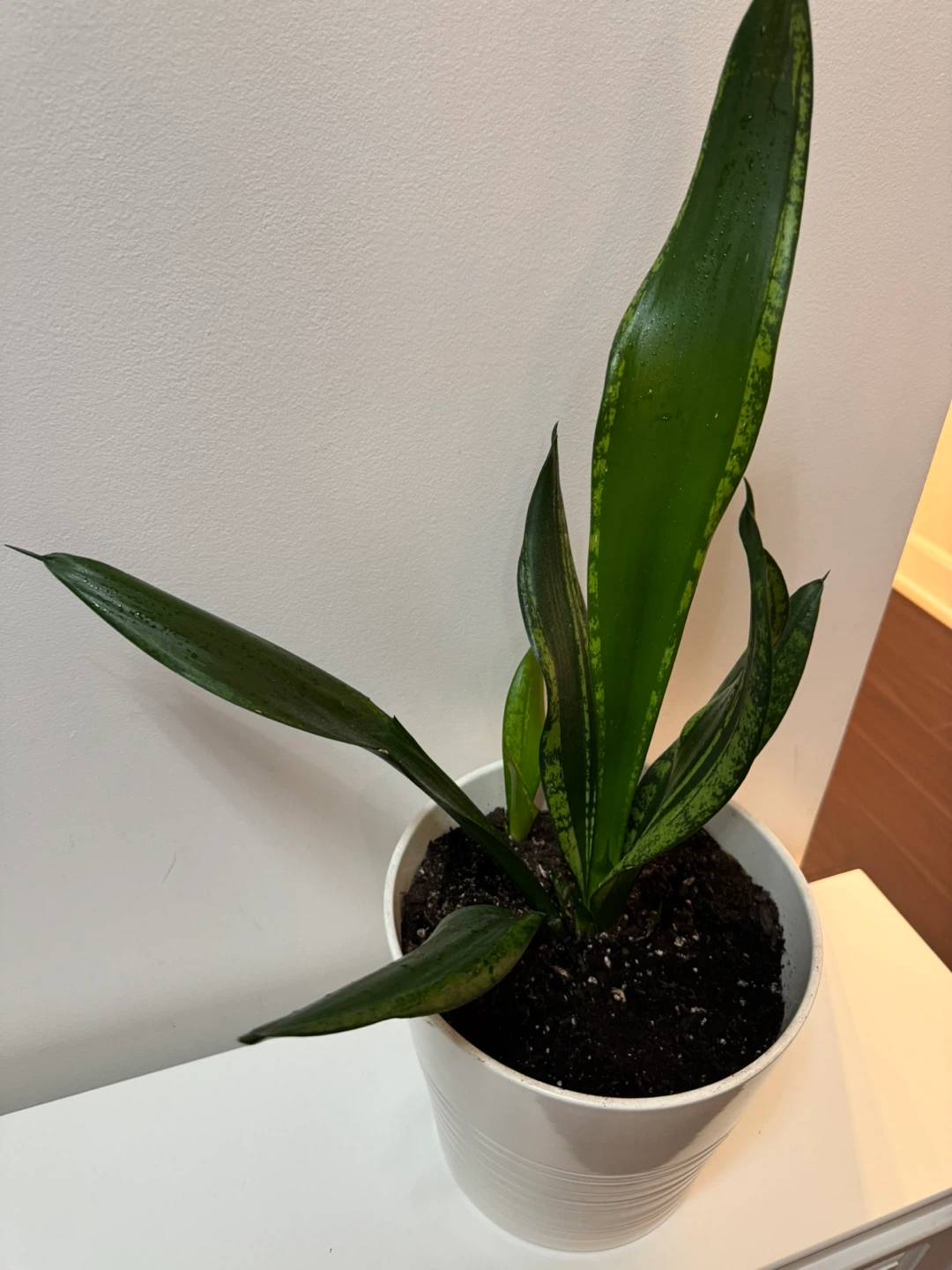 Snake Plant in White  Pot - photo 3