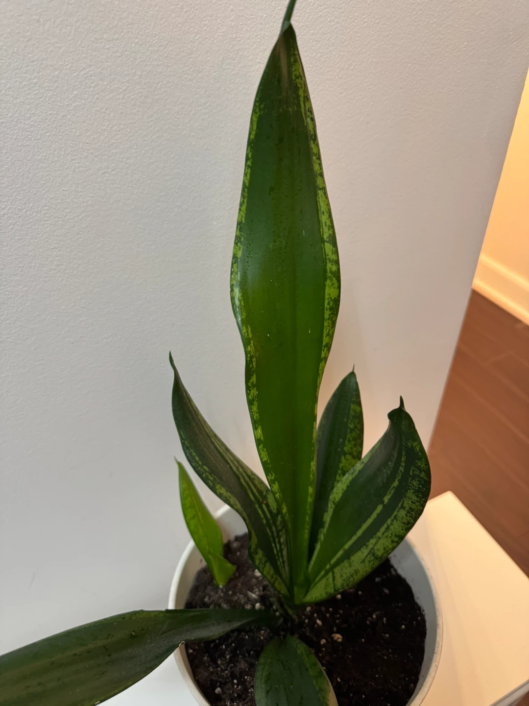 Snake Plant in White  Pot