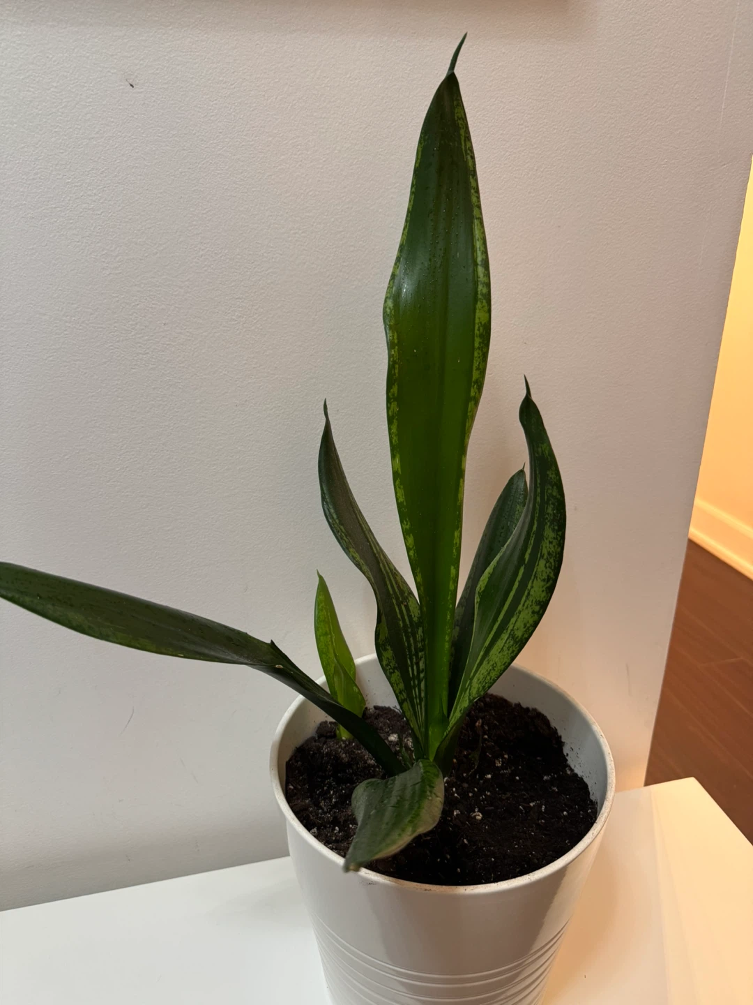 Snake Plant in White  Pot - photo 5