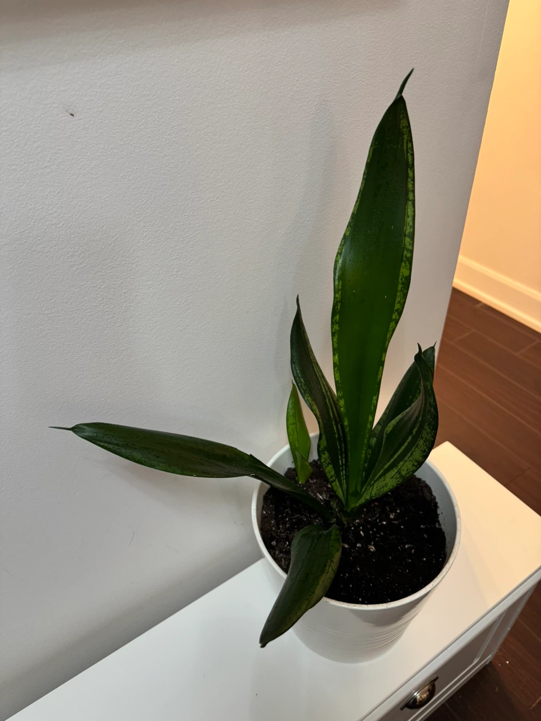 Snake Plant in White  Pot - photo 4