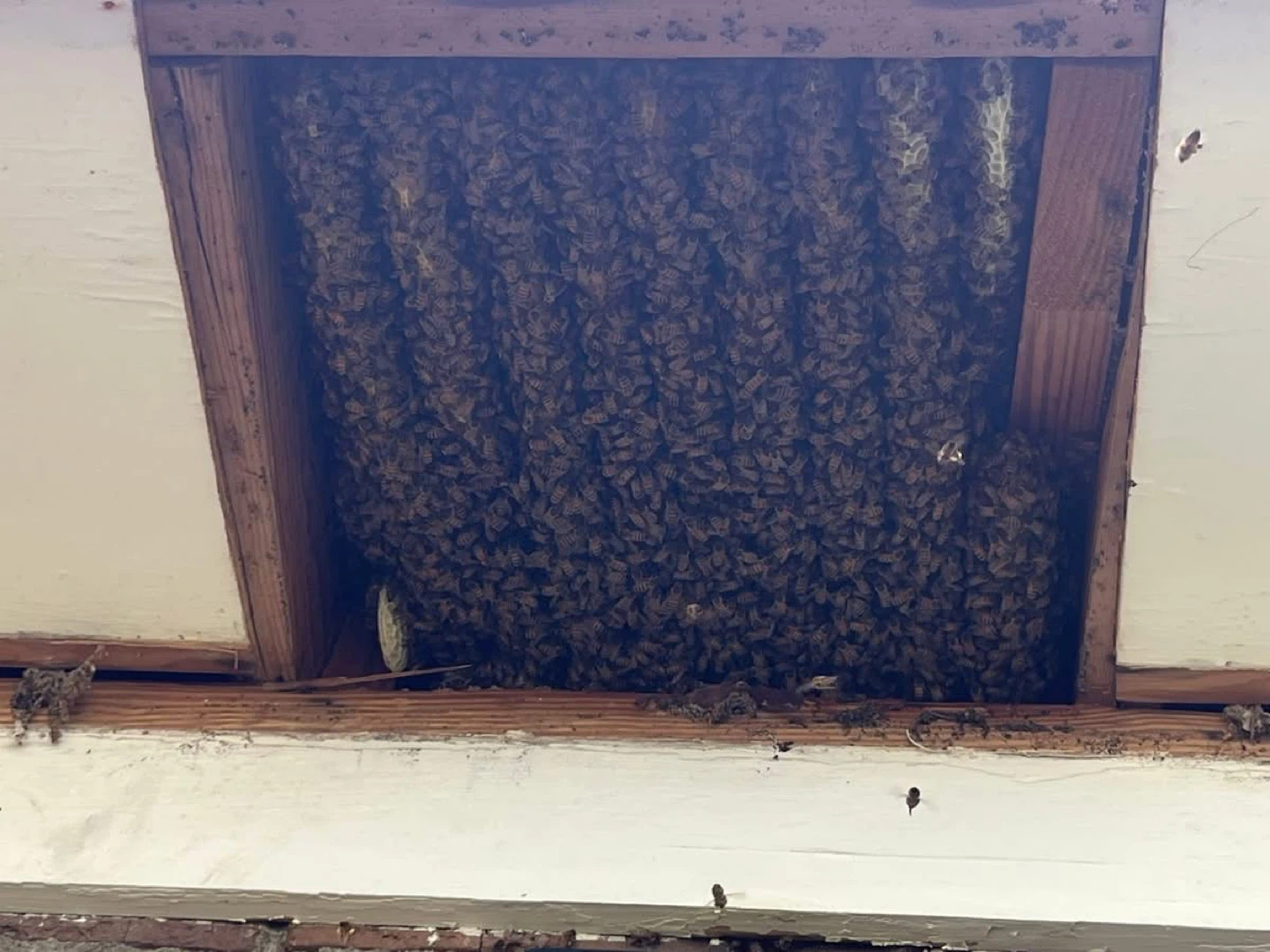 Live Bee Removal