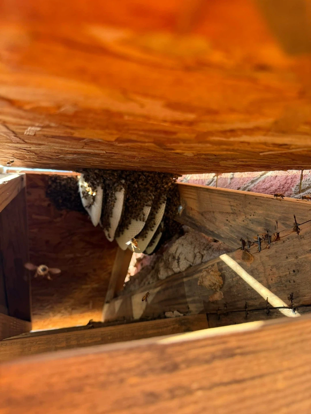 Live Bee Removal - photo 2
