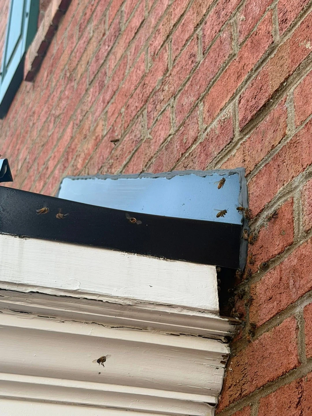 Live Bee Removal - photo 5