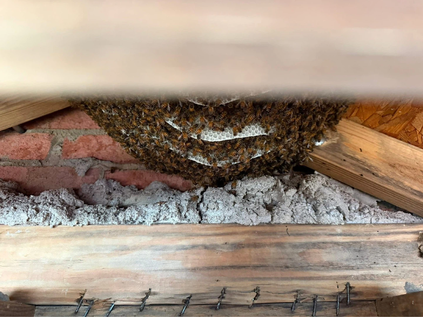 Live Bee Removal - photo 3