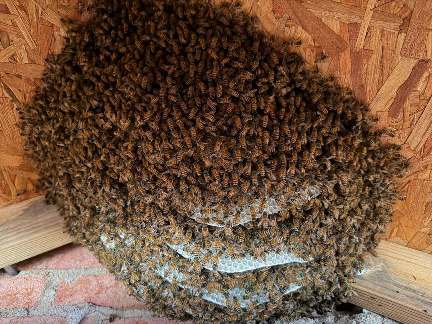 Live Bee Removal - photo 4