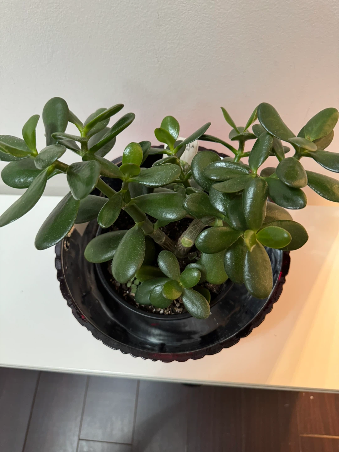 Jade Plant in Red Glass Bowl - photo 3