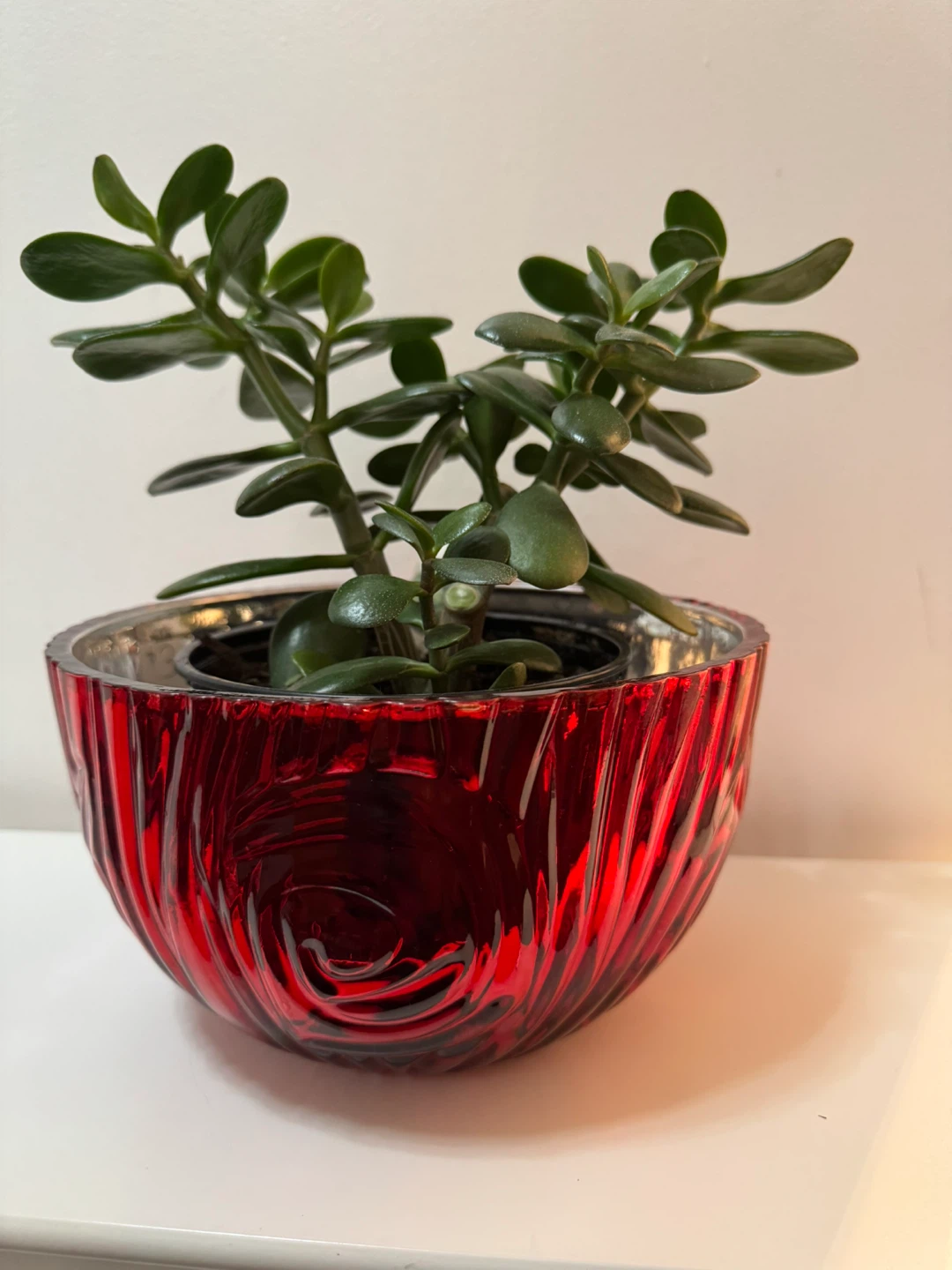 Jade Plant in Red Glass Bowl - photo 2