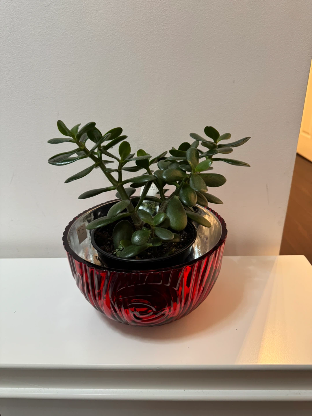 Jade Plant in Red Glass Bowl