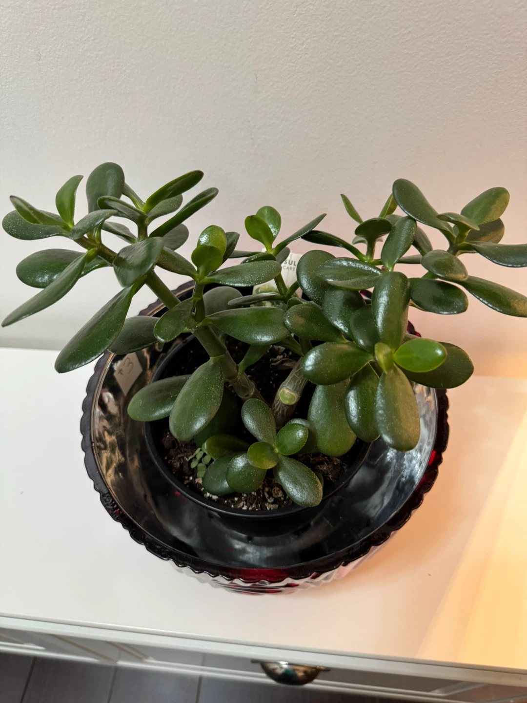 Jade Plant in Red Glass Bowl - photo 4