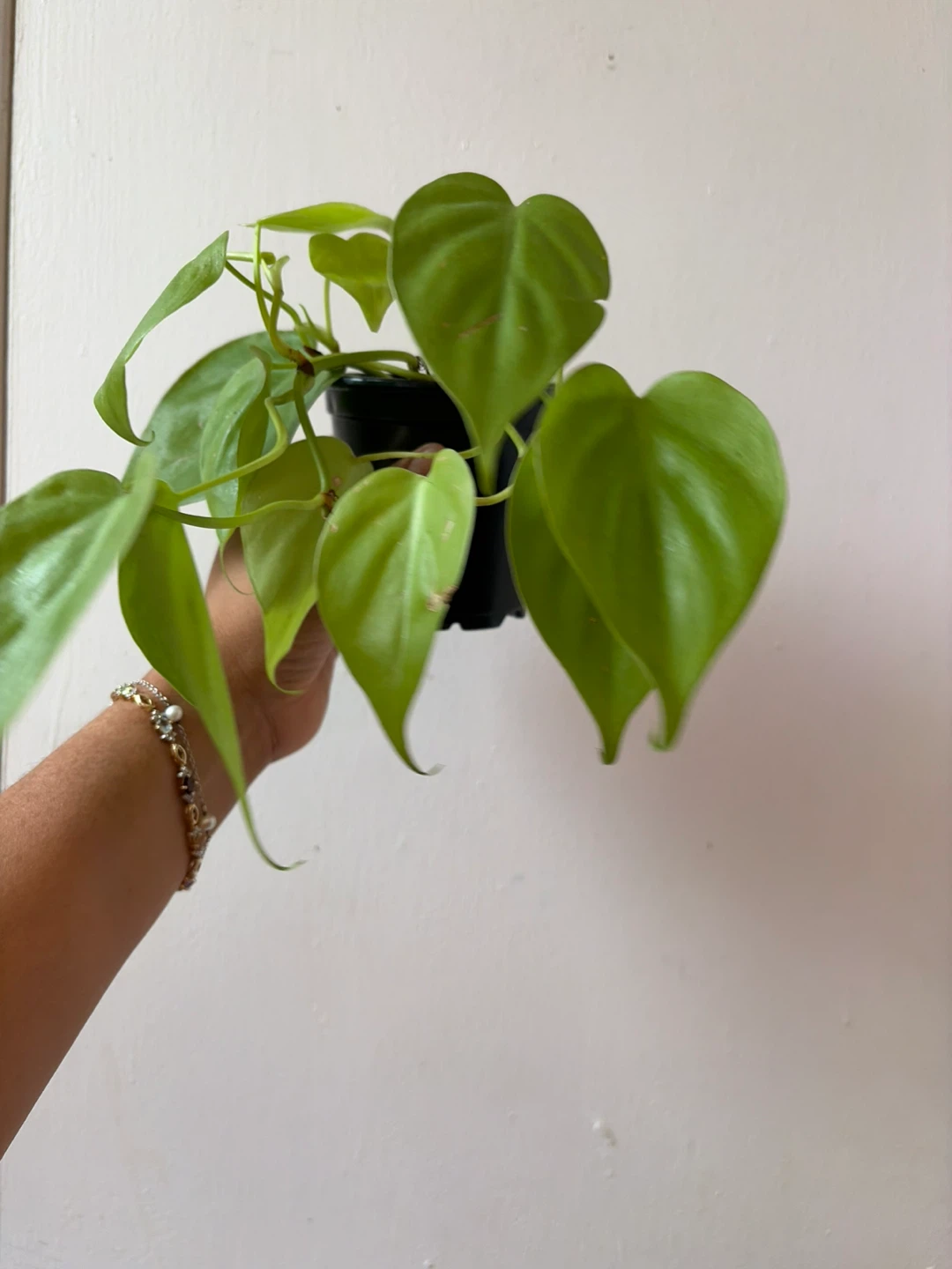 Lemon lime pothos - photo 2