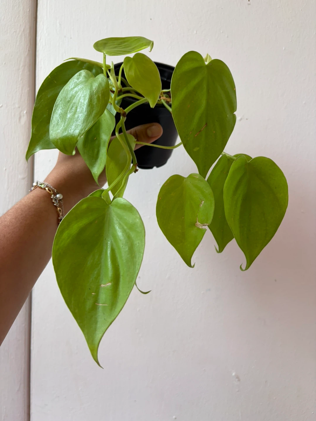Lemon lime pothos