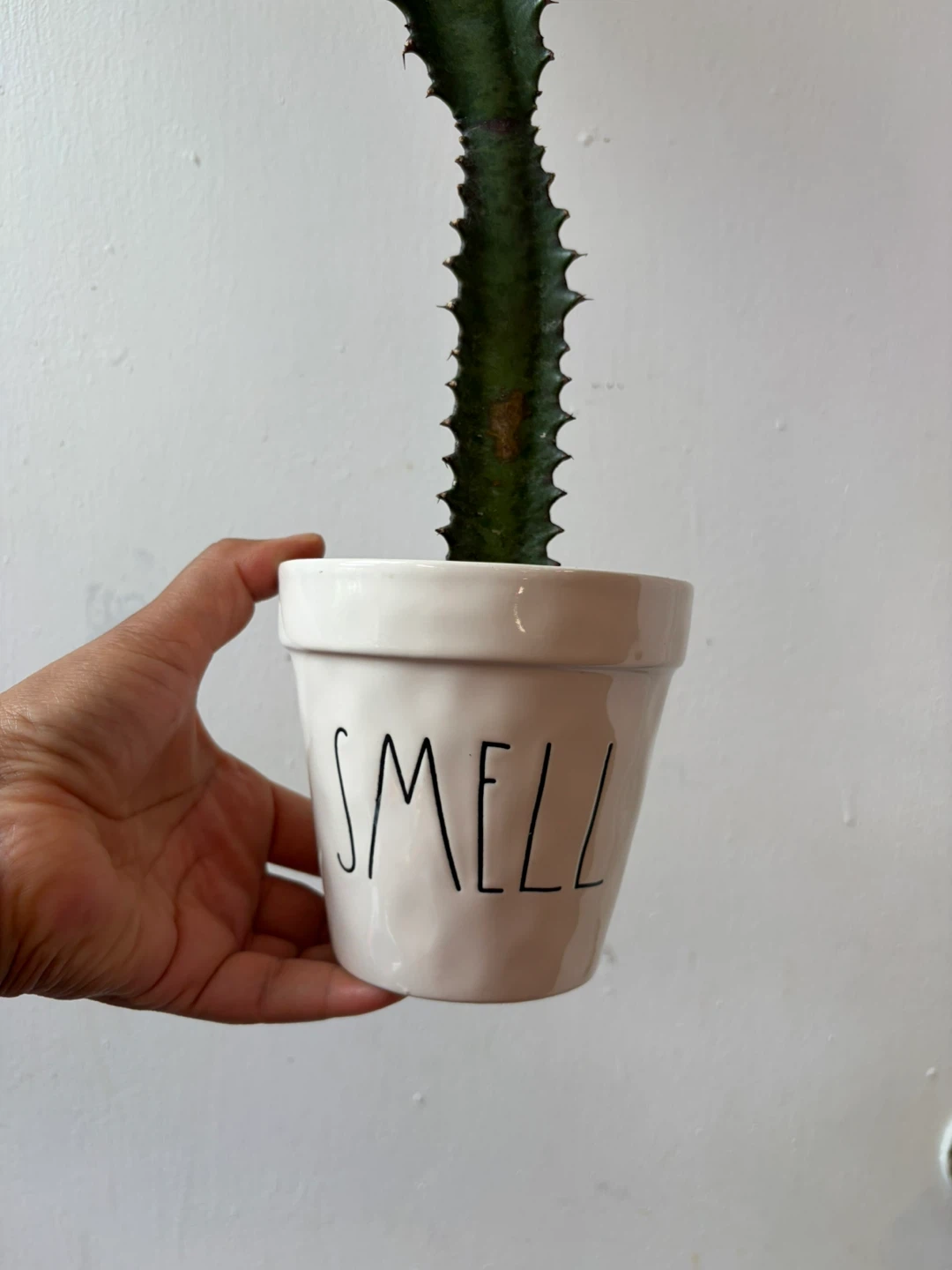 Euphorbia cactus with ceramic pot - photo 5