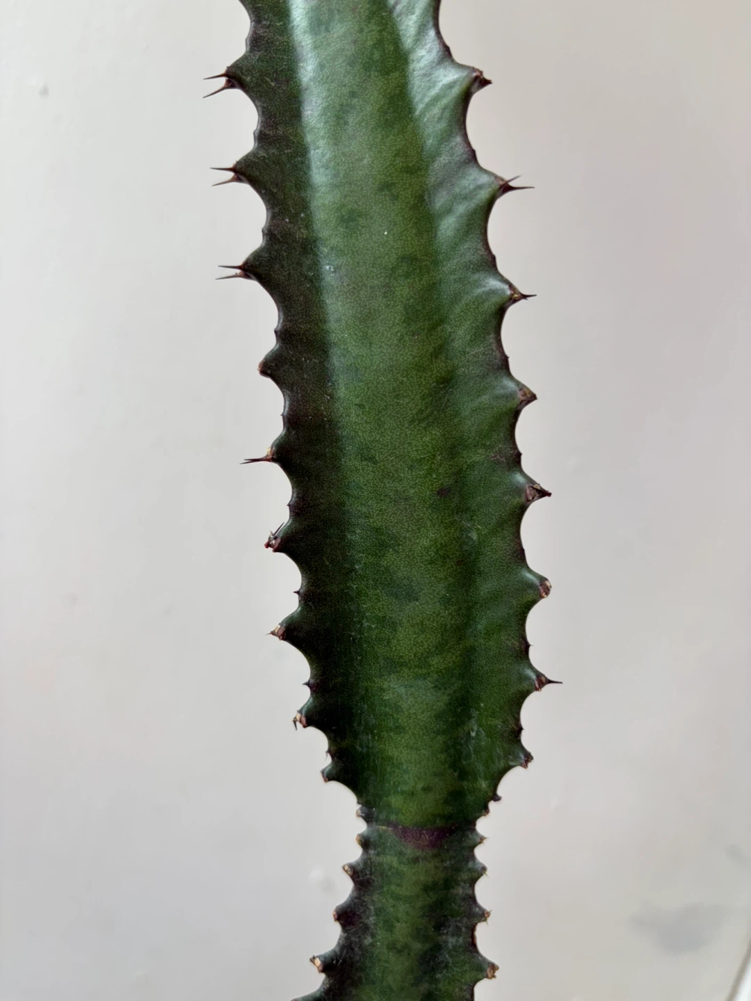 Euphorbia cactus with ceramic pot - photo 4