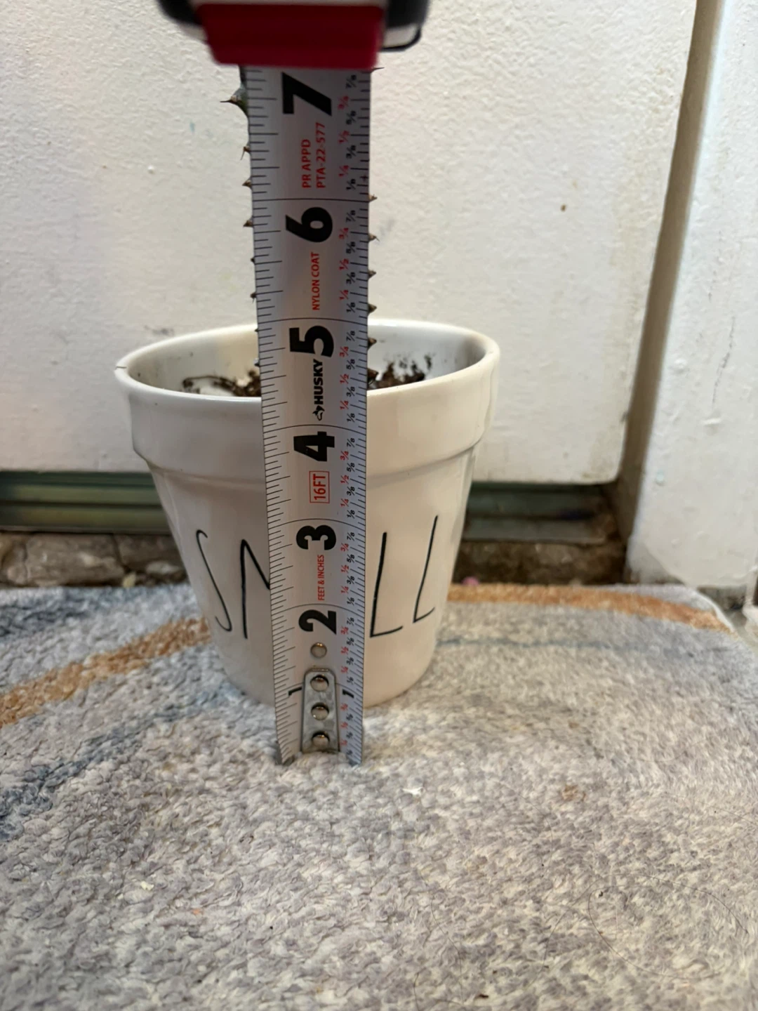 Euphorbia cactus with ceramic pot - photo 3