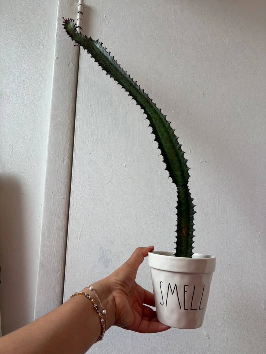 Euphorbia cactus with ceramic pot