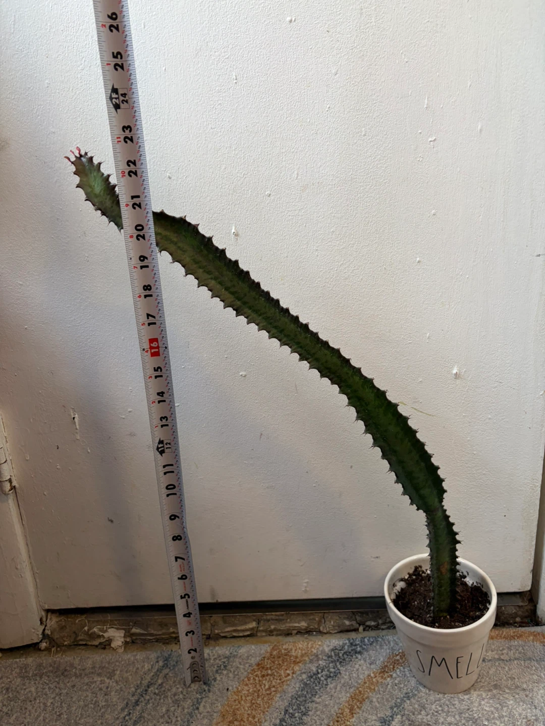 Euphorbia cactus with ceramic pot - photo 2
