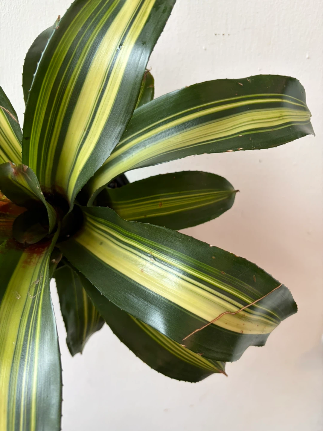 Bromeliad - photo 3