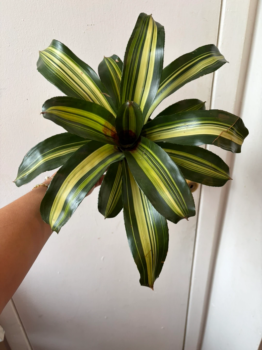Bromeliad - photo 5