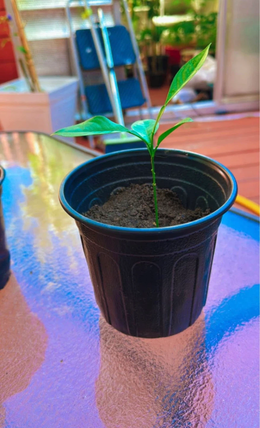 Lemon 🍋 Citrus Plant Seedling - photo 2