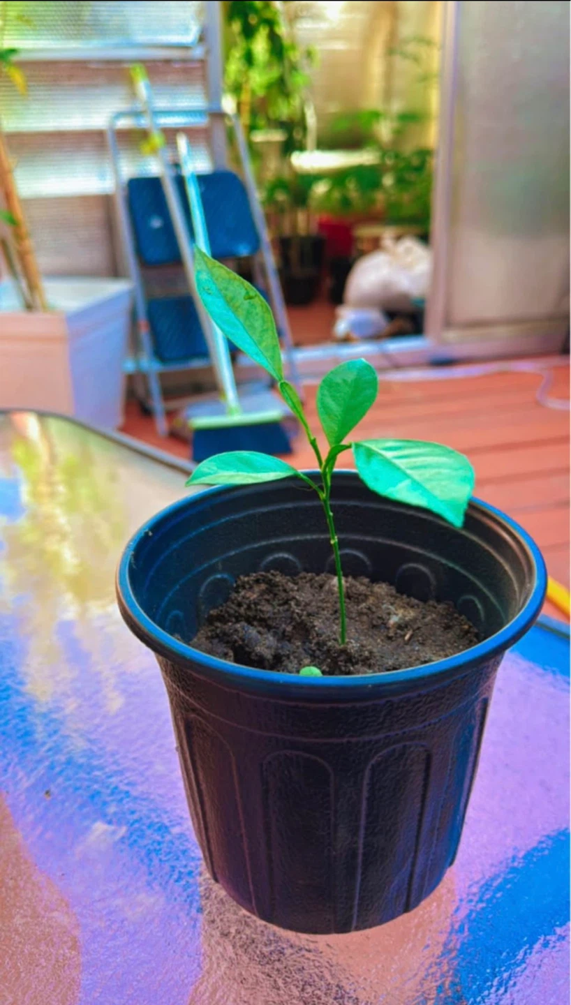 Lemon 🍋 Citrus Plant Seedling - photo 3