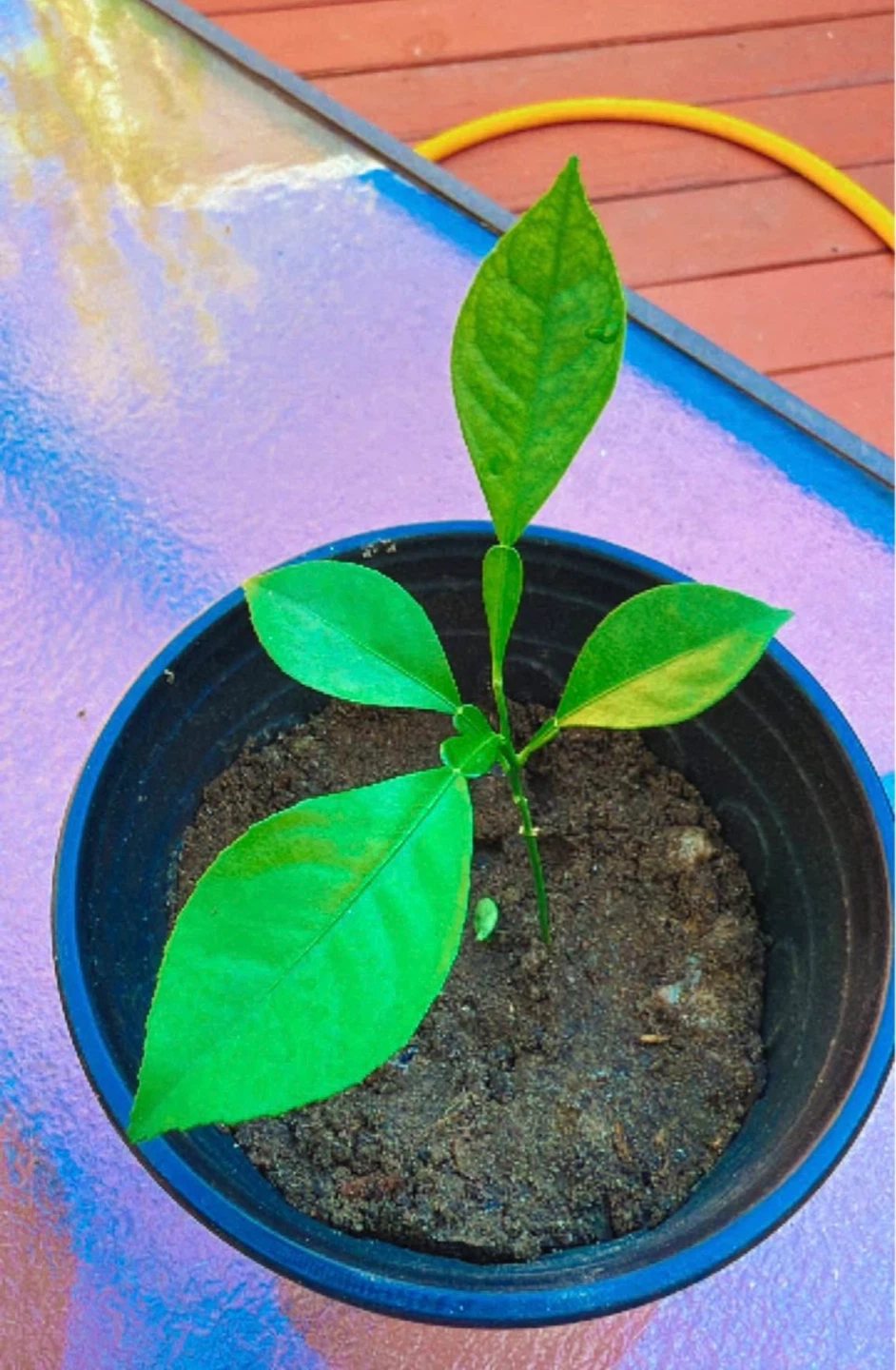 Lemon 🍋 Citrus Plant Seedling