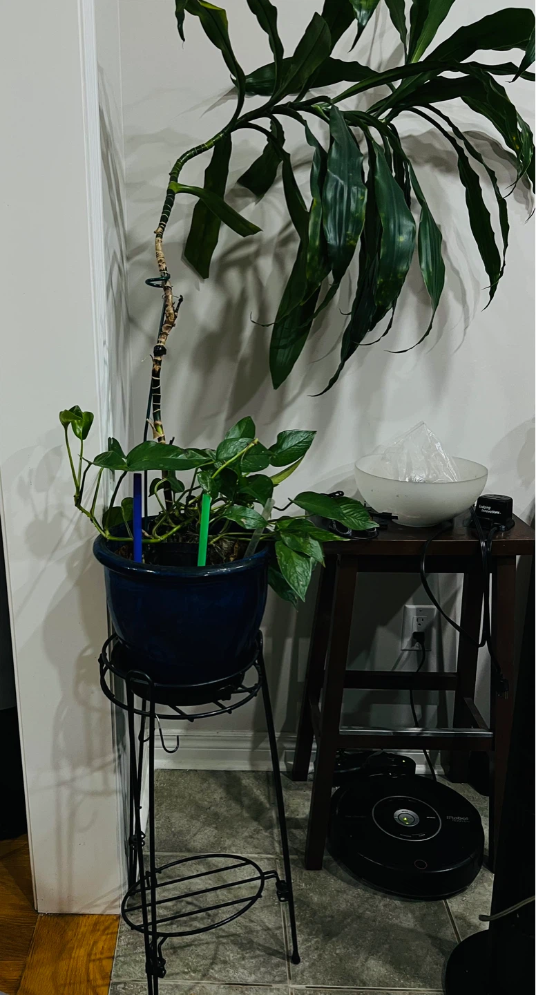 House Plant in Blue Pot