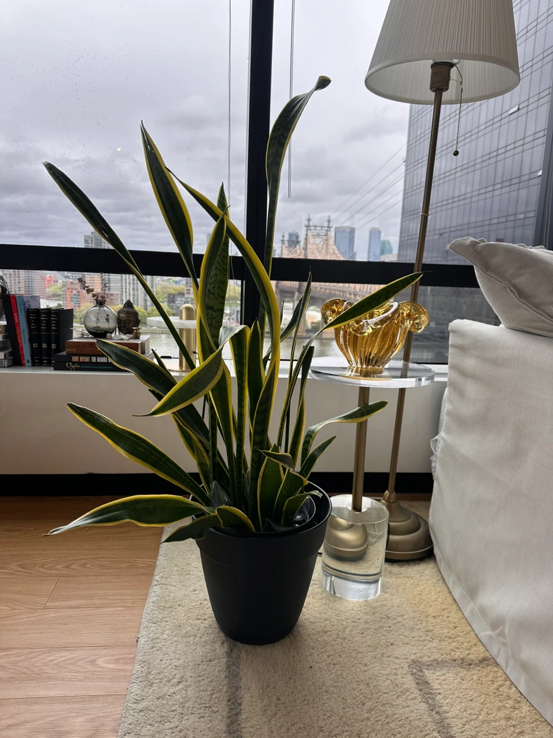Sansevieria Trifasciata (Snake Plant) + pot