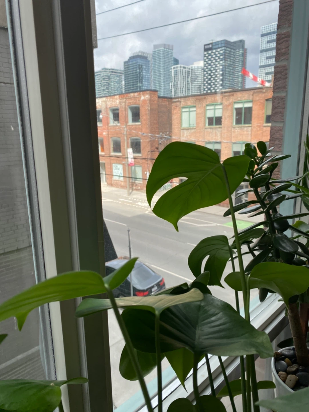 Monstera Plant - photo 3