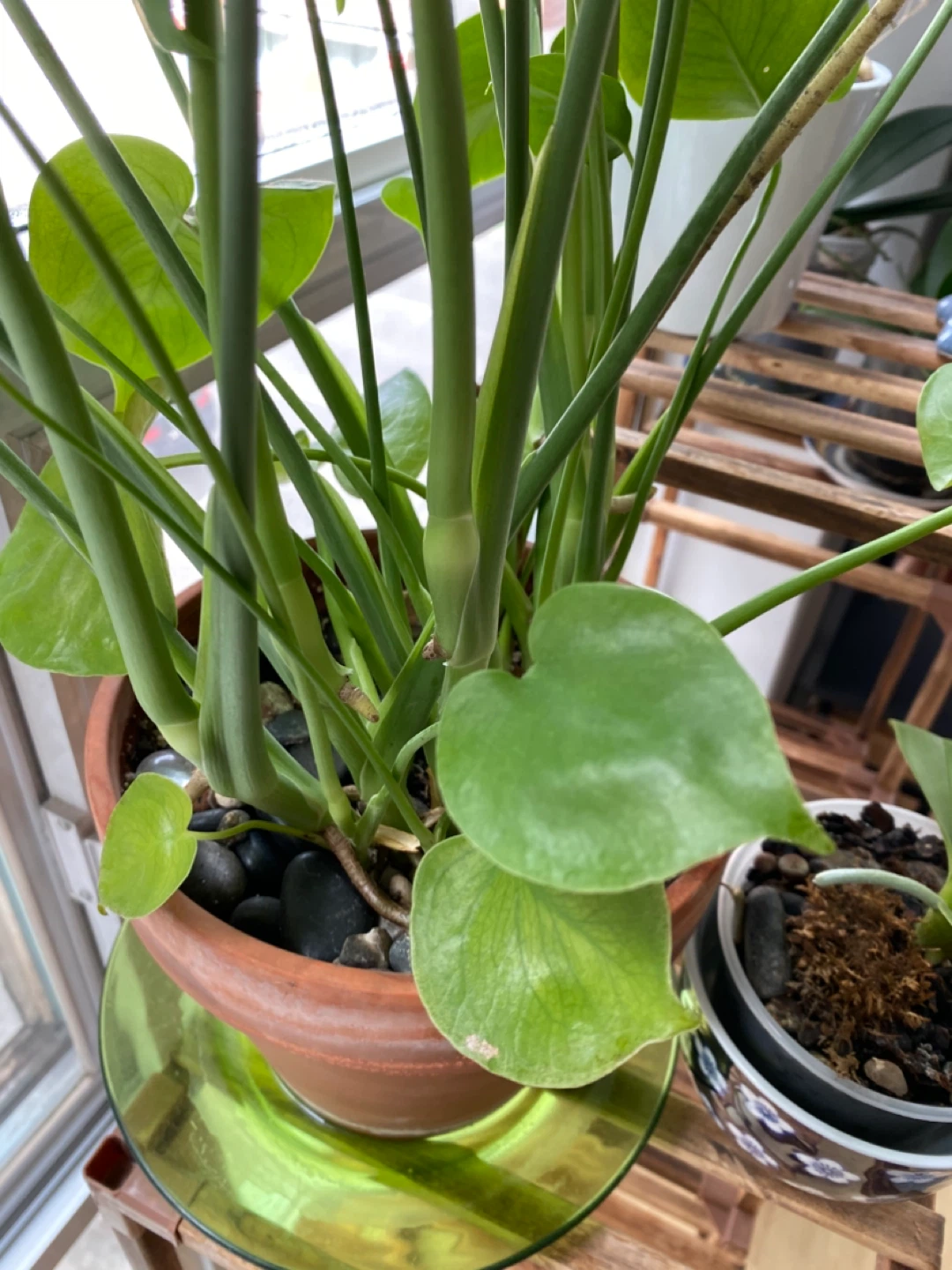 Monstera Plant - photo 4