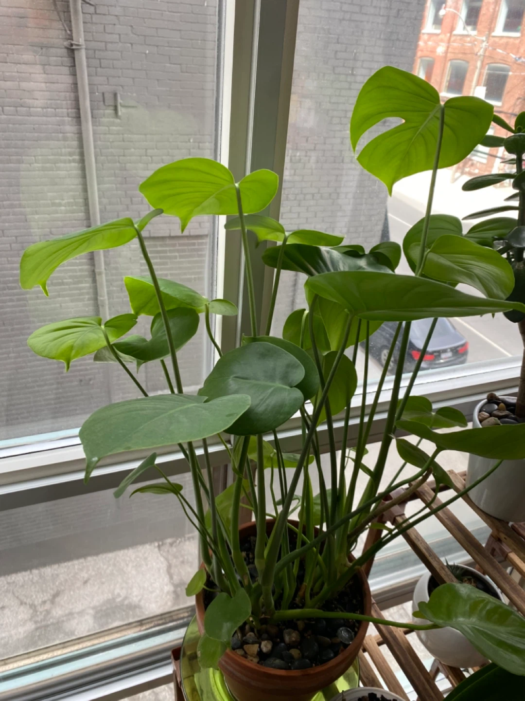 Monstera Plant - photo 2