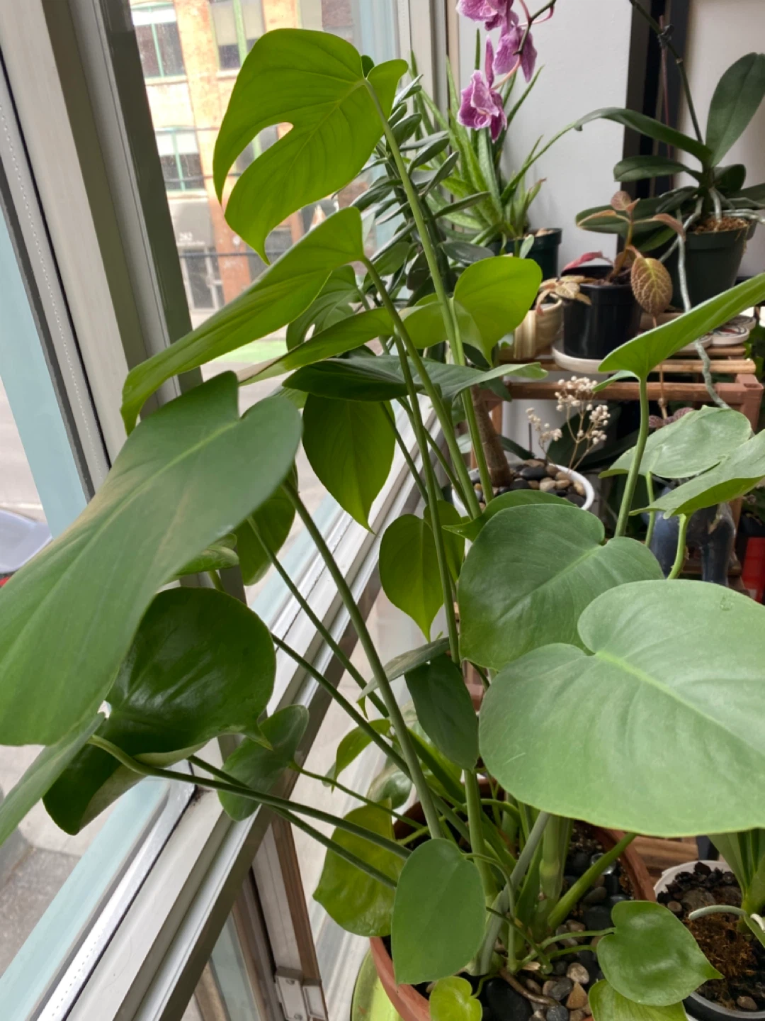 Monstera Plant