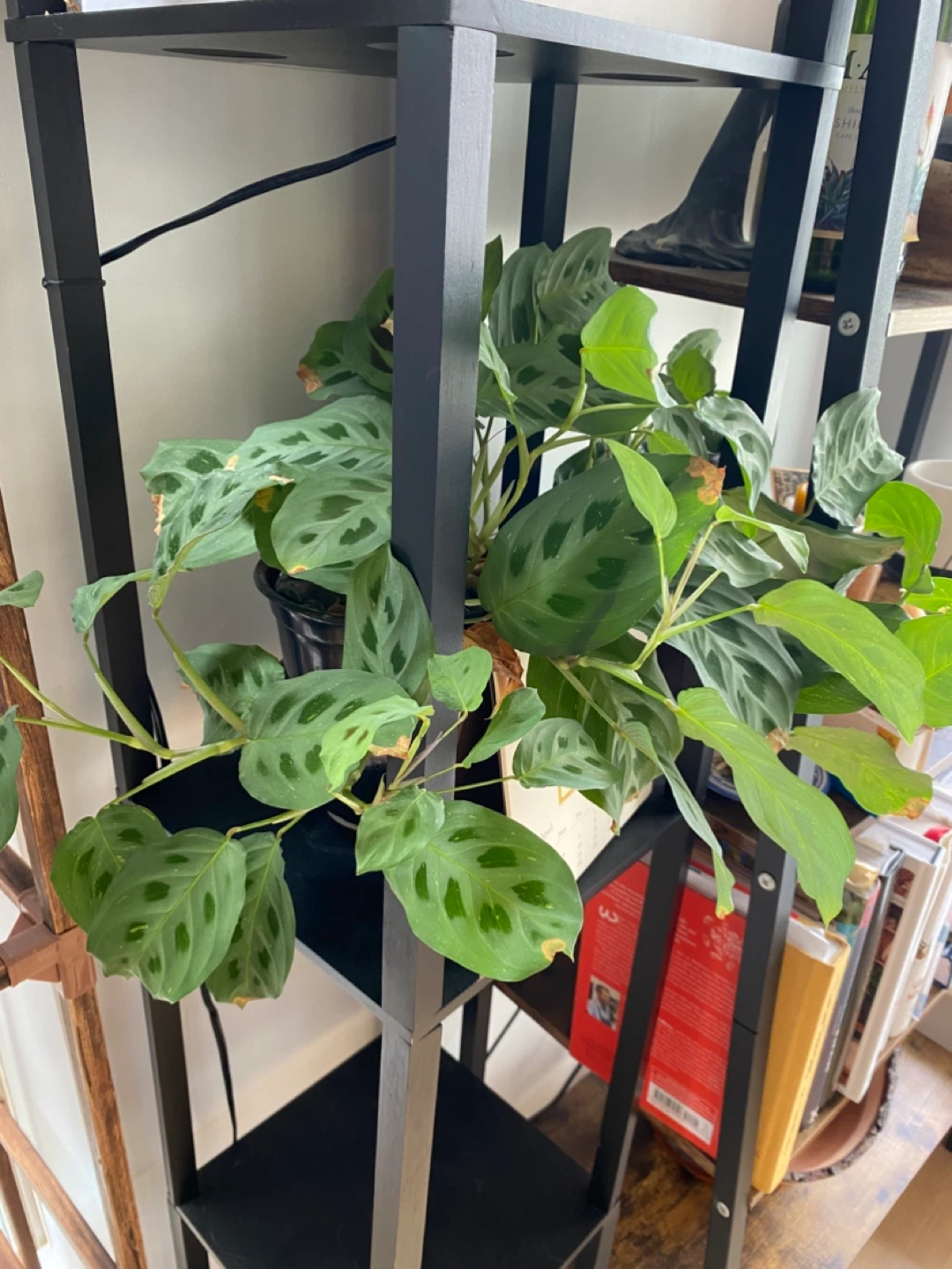 Prayer Plant