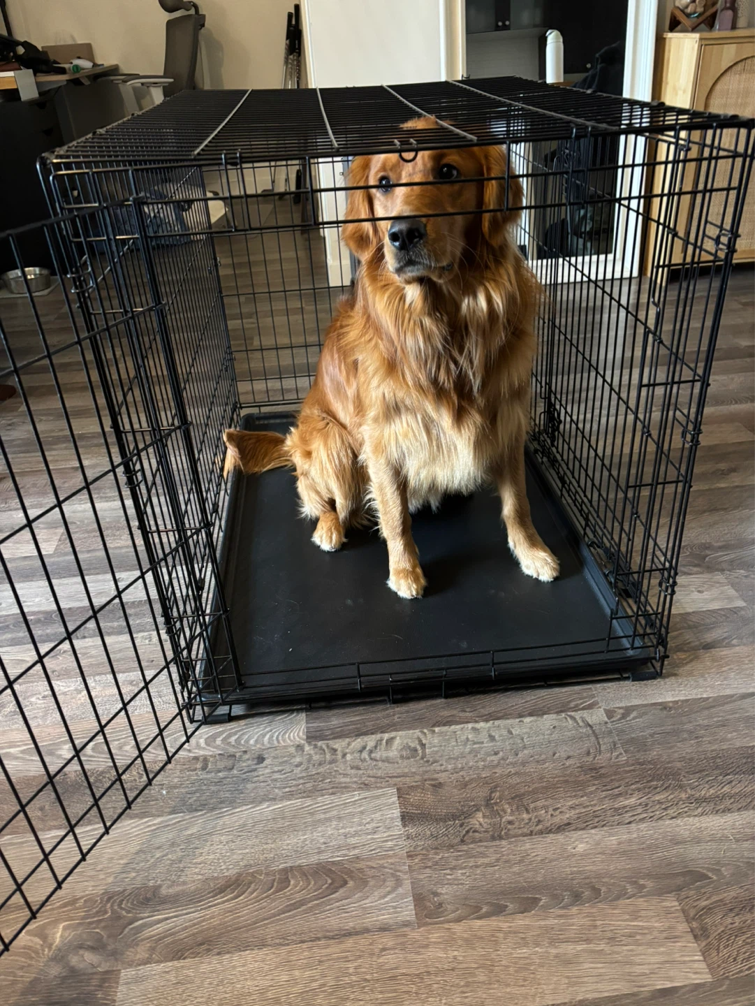 MidWest iCrate Fold & Carry Double Door Dog Crate - 42-in - photo 3