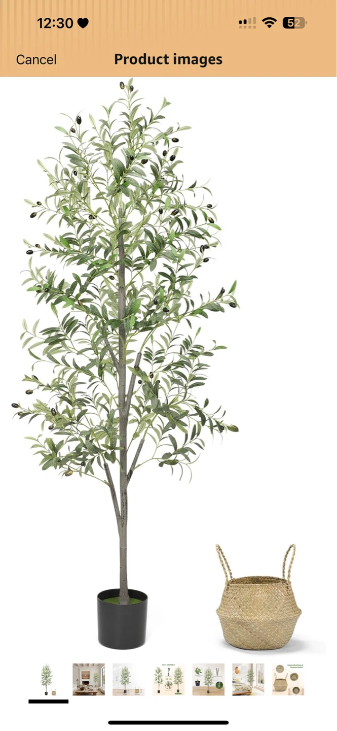 Olive Tree 4ft