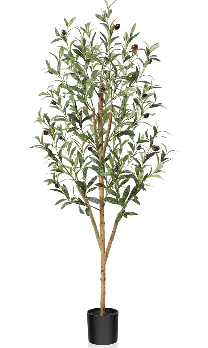 Olive Tree 4ft - photo 3