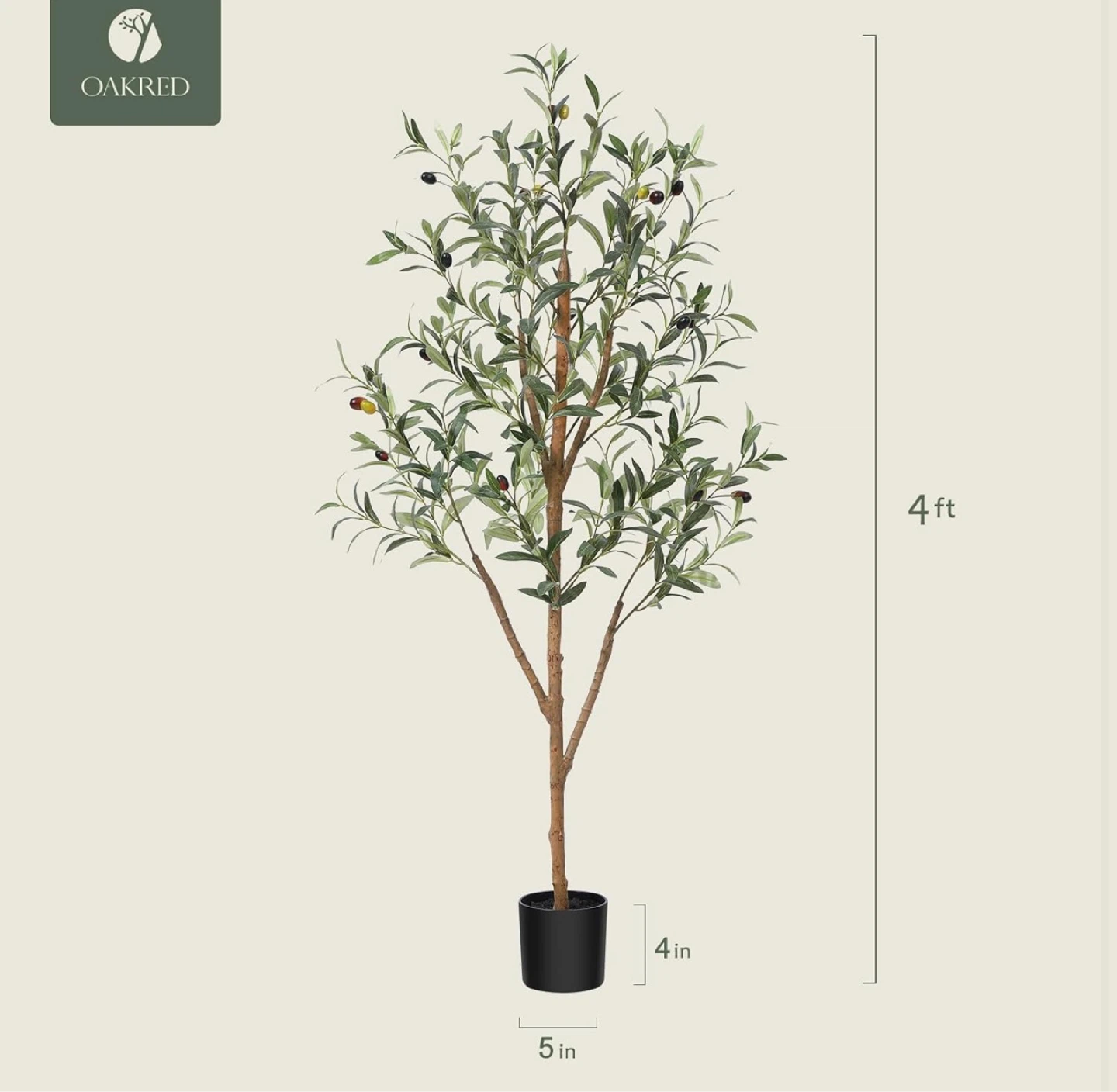 Olive Tree 4ft - photo 4