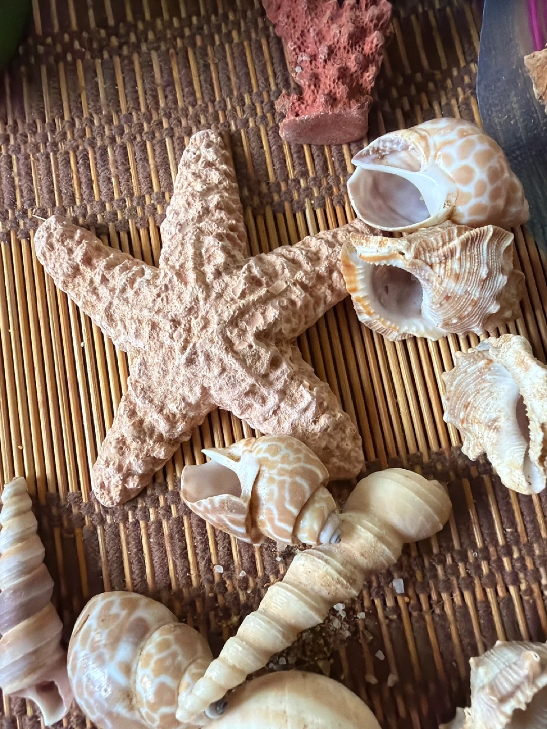Assorted Seashells and Starfish Decoration Lot - photo 2