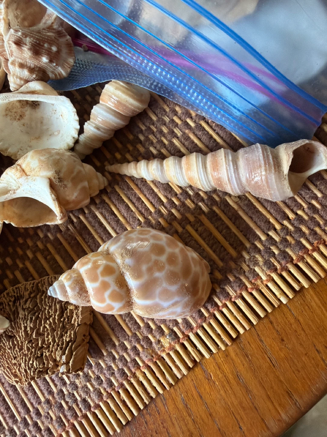 Assorted Seashells and Starfish Decoration Lot - photo 3