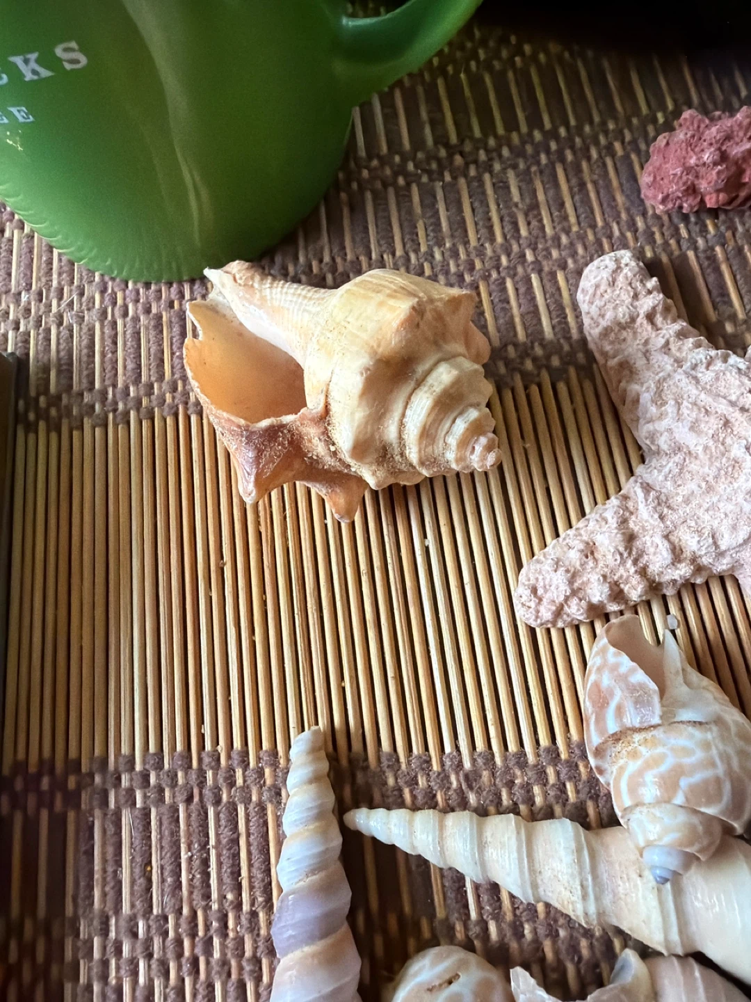 Assorted Seashells and Starfish Decoration Lot - photo 4