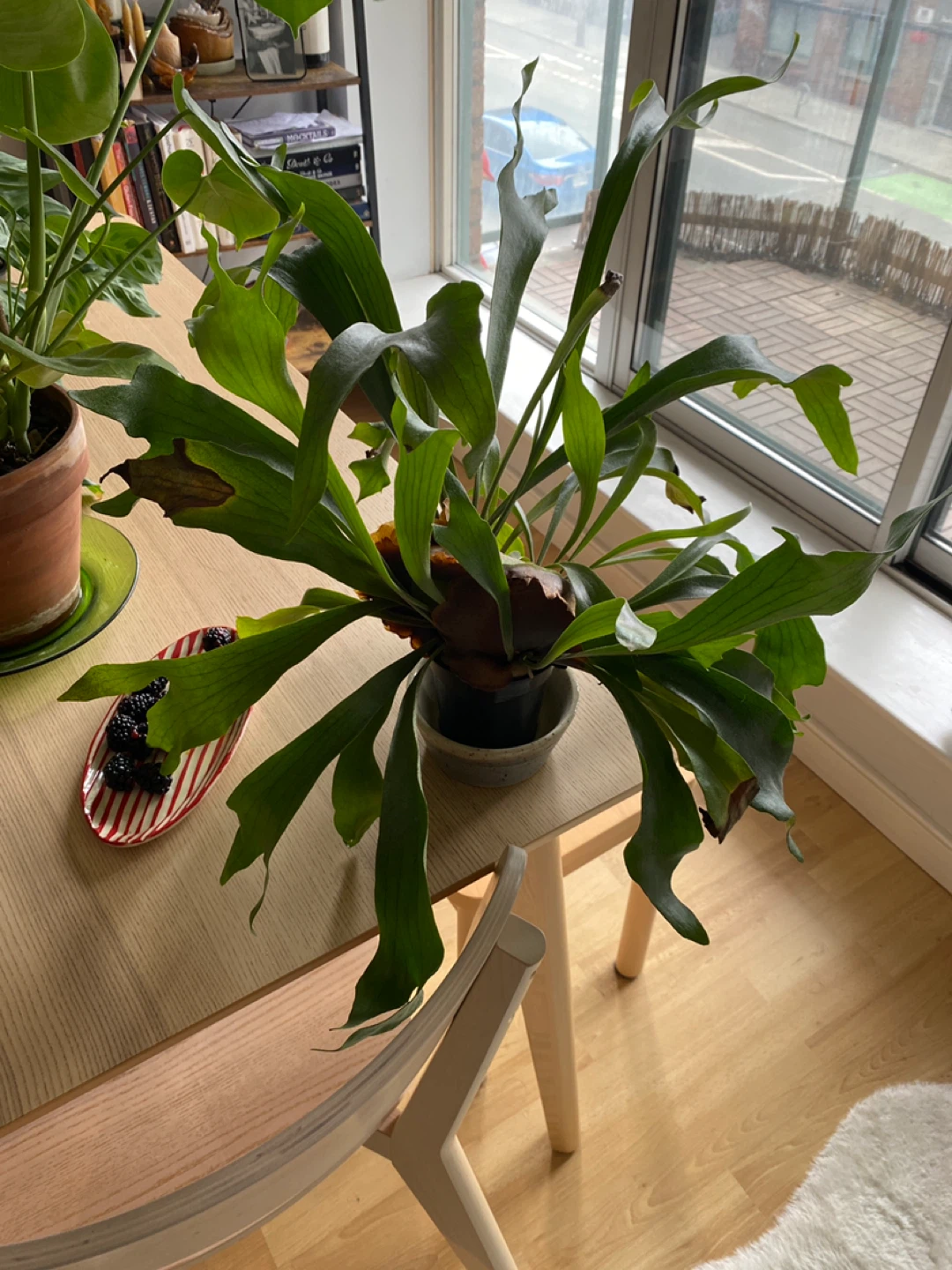 Platycerium Fern (Staghorn Fern)