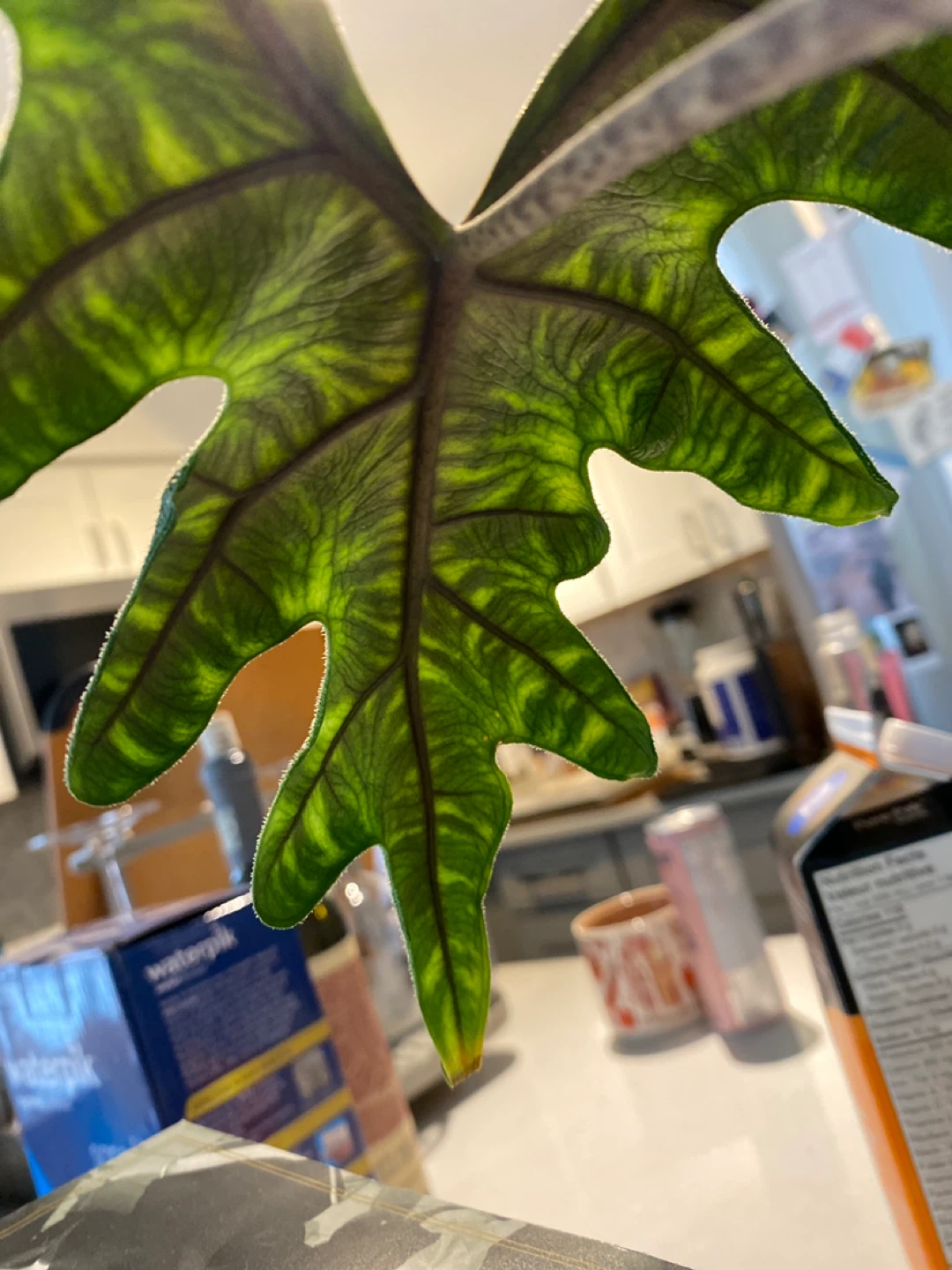 Alocasia 'Portodora' Plant - photo 2