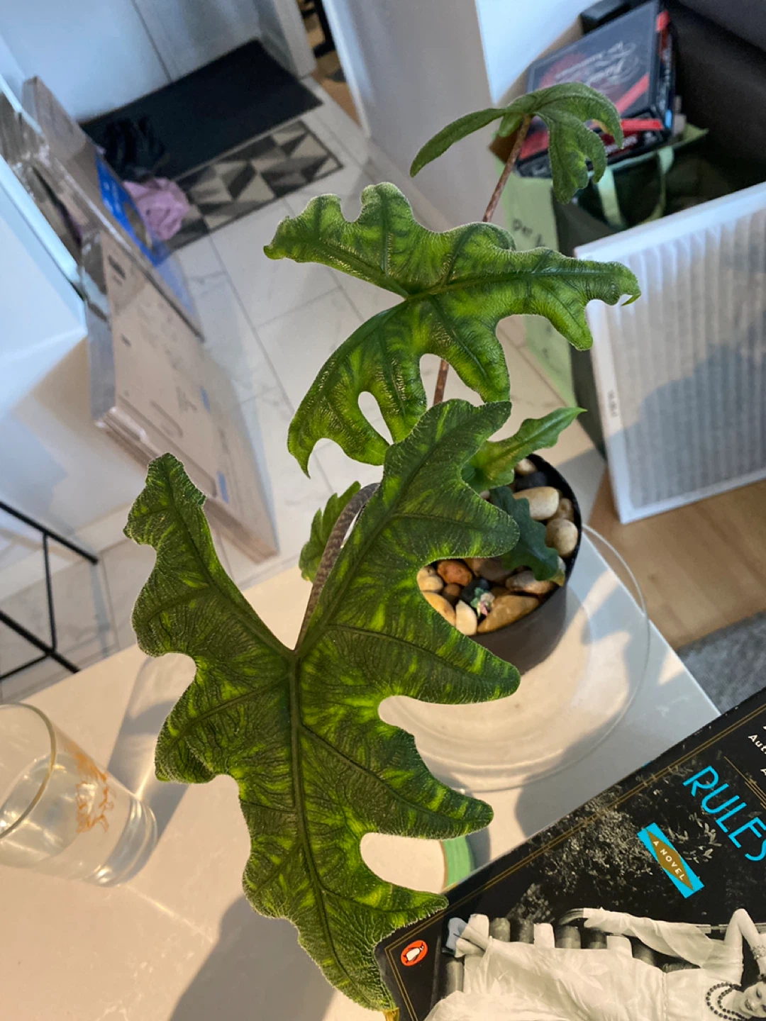 Alocasia 'Portodora' Plant
