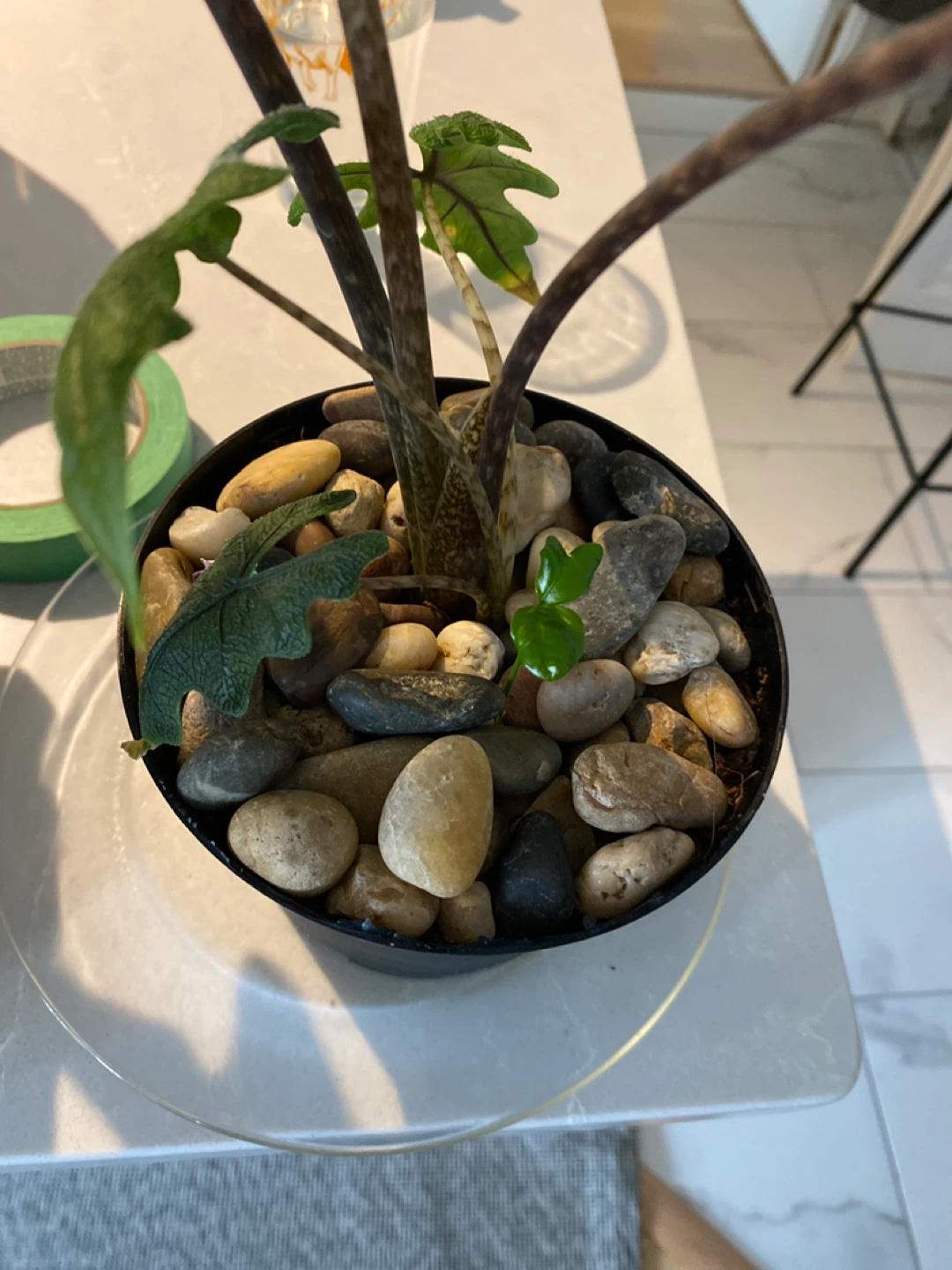 Alocasia 'Portodora' Plant - photo 3