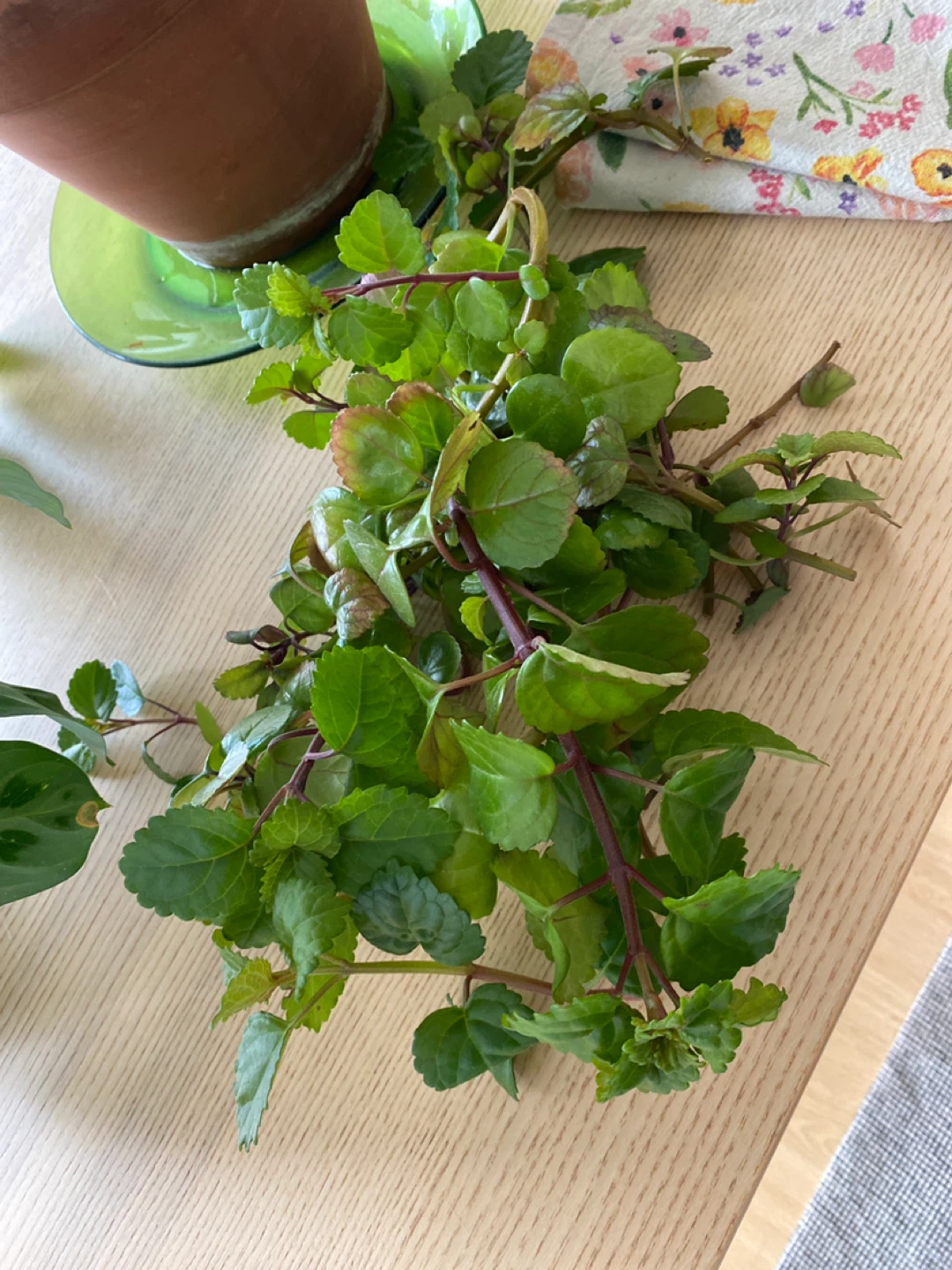 Free Swedish Ivy Cuttings Bundle