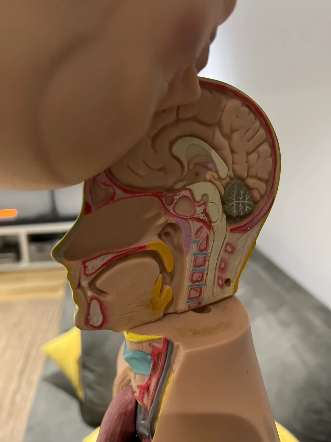 Human Anatomy Torso Model - photo 2
