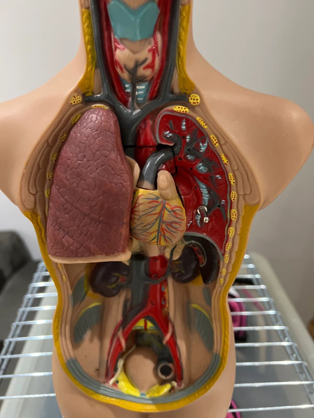 Human Anatomy Torso Model - photo 3