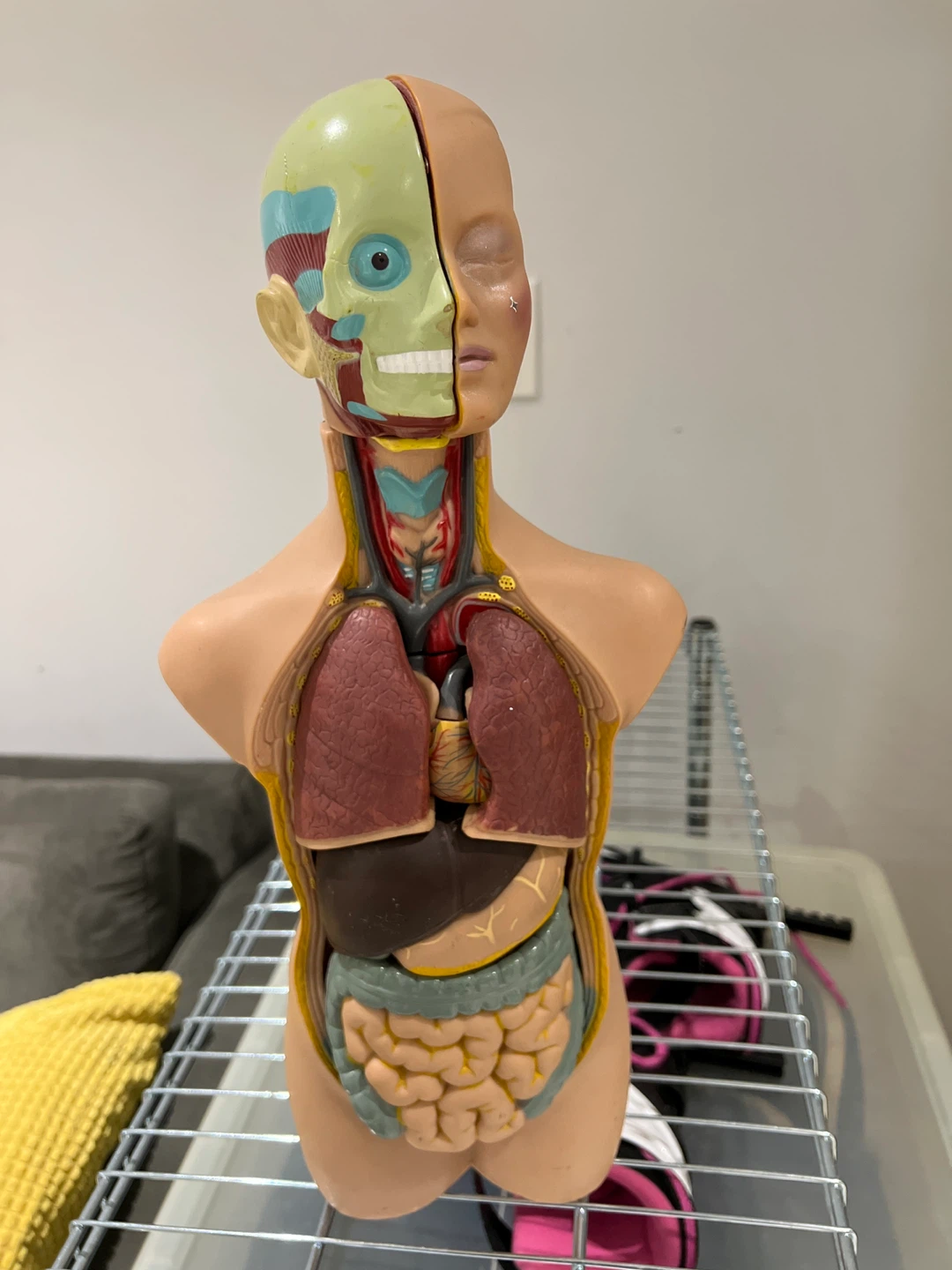 Human Anatomy Torso Model