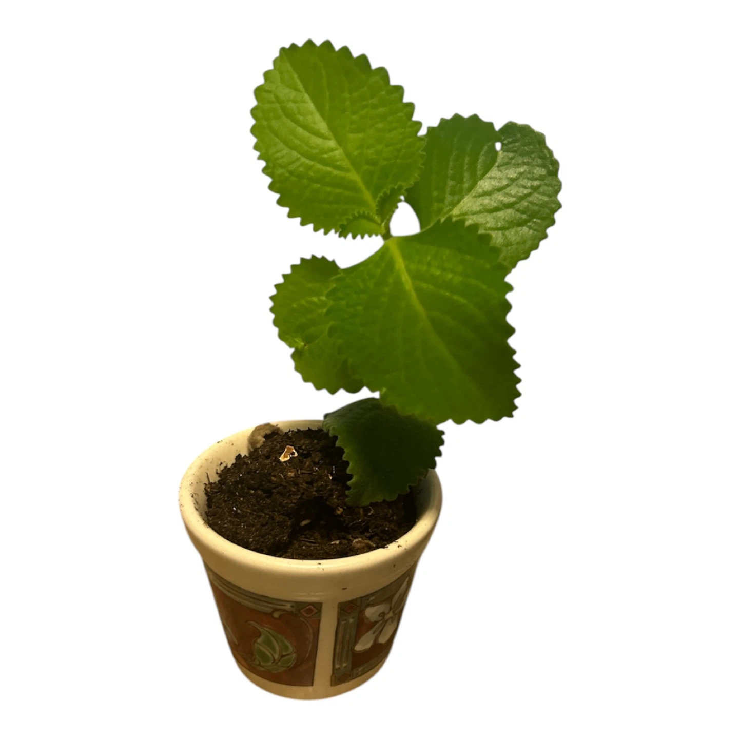 Planta de orégano cubano