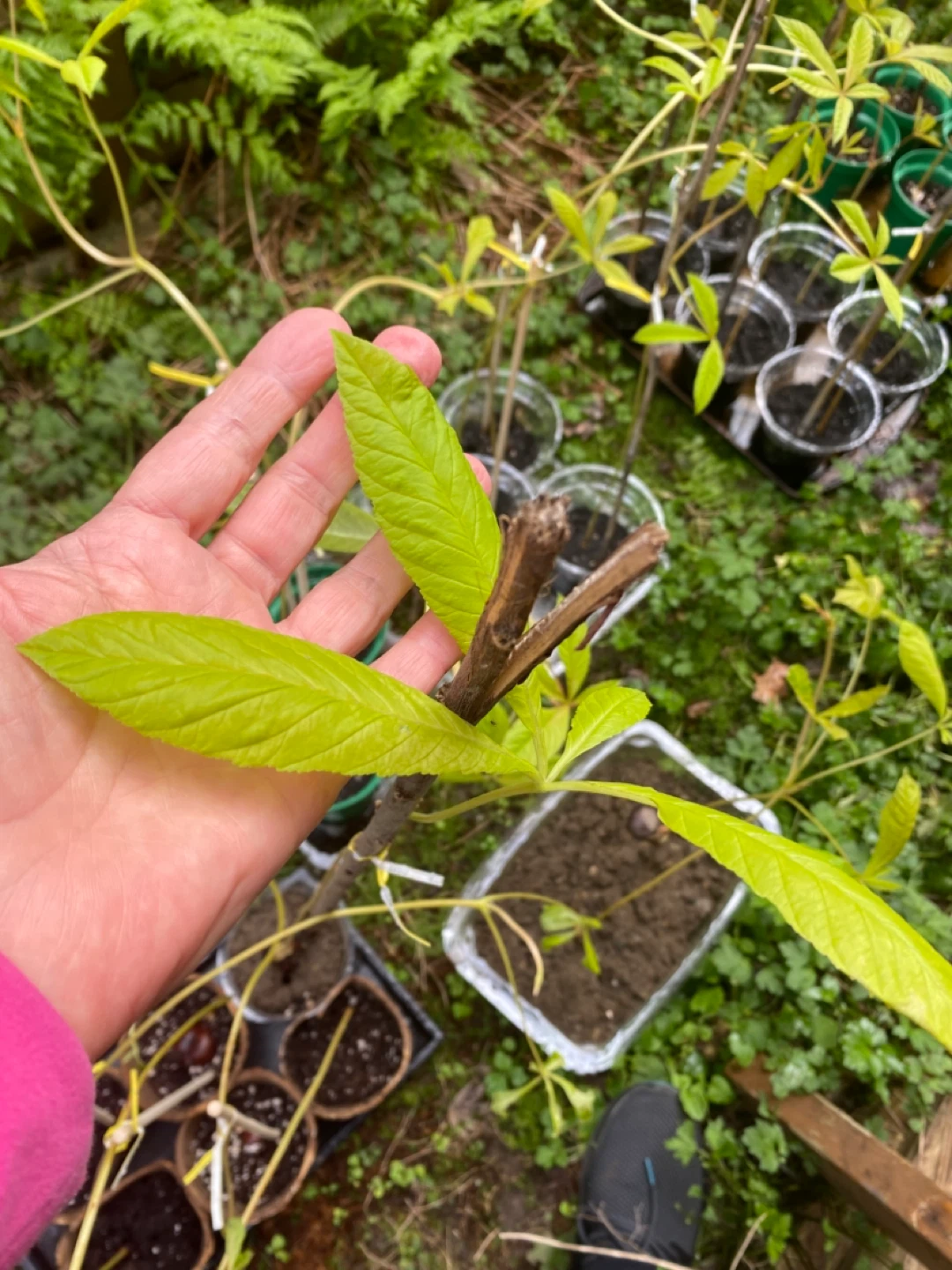 FREE   Potted horse chestnut Saplings