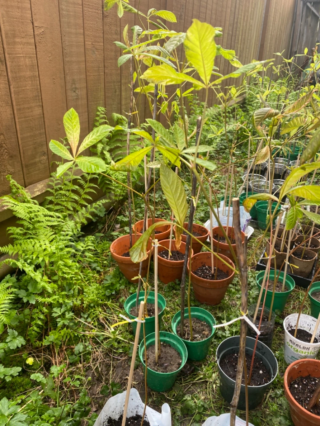 FREE   Potted horse chestnut Saplings - photo 3